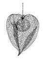 Black and white illustration of physalis in graphics