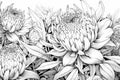 Black and white illustration of protea flowers. Floral close-up pintable coloring book. Generative AI