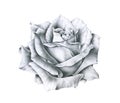 Black and white illustration rose flowers isolated on white background. Handwork monochrome drawing pencil