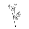 Black and white illustration of a rosehip twig with three berries on a white background.