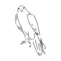 Black and white illustration. Sketch of bird Detailed hand drawn eagle for tattoo on back. Falcon bird, vector sketch Royalty Free Stock Photo