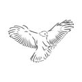 Black and white illustration. Sketch of bird for tattoo art. Detailed hand drawn eagle for tattoo on back. Falcon bird, vector Royalty Free Stock Photo