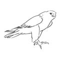 Black and white illustration. Sketch of bird for tattoo art. Detailed hand drawn eagle for tattoo on back. Falcon bird, vector Royalty Free Stock Photo