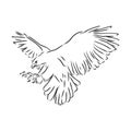 Black and white illustration. Sketch of bird for tattoo art. Detailed hand drawn eagle for tattoo on back. Falcon bird, vector Royalty Free Stock Photo