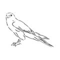 Black and white illustration. Sketch of bird for tattoo art. Detailed hand drawn eagle for tattoo on back. Falcon bird, vector Royalty Free Stock Photo