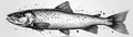Black and white illustration of a spotted fish Royalty Free Stock Photo