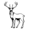 Black and white illustration of a stag