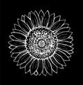 Black and white illustration of a sunflower. Flower illustration. Chalk on a blackboard. Royalty Free Stock Photo