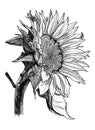 Black and white illustration of sunflower in graphics