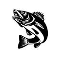 Walleye Fish Jumping Isolated Black and White Retro Royalty Free Stock Photo