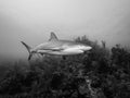 Caribbean reef sharks Carcharhinus perezii Cuba. tropical fish marine biology