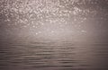 Black and White image of abstract blurred sparkle or bokeh of the water when sunlight reflect on surface of lake at public park.