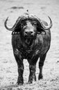 Black and white image of an African Buffalo staring down the lens