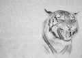 Black and White Image of Angry Tiger Face on Card Royalty Free Stock Photo