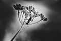 Black and white image of a black ant crawling tending aphids Royalty Free Stock Photo