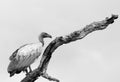 Black & white image of a white backed vulture perched in a tree with a clear sky background Royalty Free Stock Photo