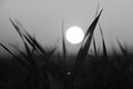 Black and white image of a white ball in the entanglements of grass. Minimalism. Sunset in the grass without colors. Tired, sad