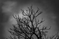 Black and White Image of Bare Tree Branches Royalty Free Stock Photo