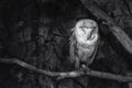 Black and white image of a Barn owl Tyto alba on a perch Royalty Free Stock Photo