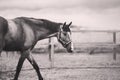 A black-and-white image of a bay horse with a halter on its muzzle, which is grazing in a paddock on a farm on a cloudy day. Royalty Free Stock Photo