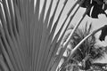 Black and white image of beautiful branches of palm tree