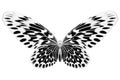 Black and white image of beautiful butterfly with colorful wings