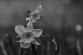 Black and white image of a beautiful Daffodil flowers often seen during Easter and announcing that Spring season Royalty Free Stock Photo