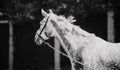 A black-and-white image of a beautiful dappled gray horse being held by the lead rope. Equestrian life Royalty Free Stock Photo