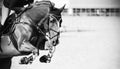 A black-white image of a strong racehorse with a rider in the saddle, who jumps over a high barrier at a show jumping competition Royalty Free Stock Photo