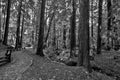 Black And White Image Of Big Sur Ancient Redwoods Royalty Free Stock Photo