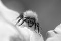 Black and white image of a Bumblebee on Anemone tomentosa