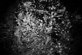 Abstract black and white background. Paper ash texture. Royalty Free Stock Photo