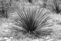 Black and White Image of Cactus Plant Close Up Royalty Free Stock Photo