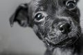 Wet Dog Shaking Off Water. Generative AI Royalty Free Stock Photo