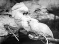 Black and white image of white cockatoo parrots family cleaning fethers from fleas and parasites