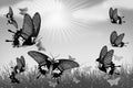 Black And White Image Of Common Mormon Butterflies In The Field