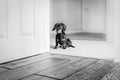 Black and white image of a cute miniature dachshund puppy sitting in a doorway