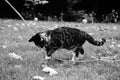 Black and white image of cute stripy tortoiseshell kitten playing in the leaves Royalty Free Stock Photo