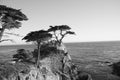 Black and White Image - Cypress Trees along 17 Mile Drive Royalty Free Stock Photo