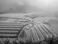 Black and white image of dense fog covering rice terraces and garden at mountains of Bali Royalty Free Stock Photo