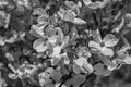 A Black and White Image of Dogwood Flowers