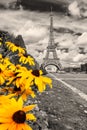 Black and white image of the Eiffel Tower with yellow flowers