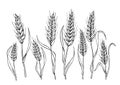 Black and white image of eight ears of wheat Royalty Free Stock Photo