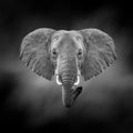 Black and white image of a elephant Royalty Free Stock Photo