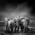 Black and white image of a elephant Royalty Free Stock Photo