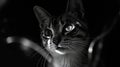A black and white image featuring a cat with a focused expression Royalty Free Stock Photo