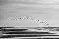 Black and white image of flock of pelicans flying over Wrightsville beach at dawn Royalty Free Stock Photo