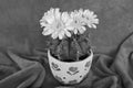 Black and white image flower of gymnocalycium cactus