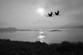 Black and white image of flying cranes in the morning