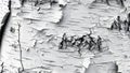 Intricate patterns of birch bark a study in natural texture and monochrome beauty Royalty Free Stock Photo
